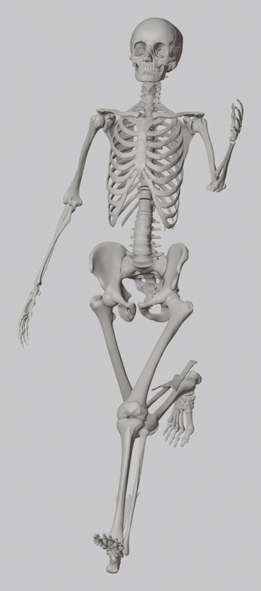 Blender 解剖骨格モデル - リグで走るポーズを付けた人体骨格の3Dモデル