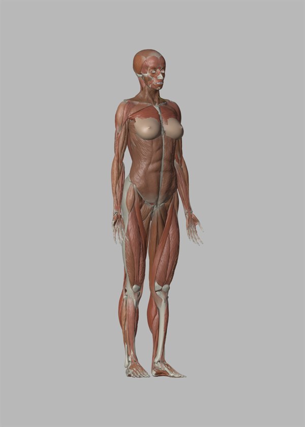 Blender female anatomy écorché 3D model — three-quarter front view of full-body muscles and skeleton