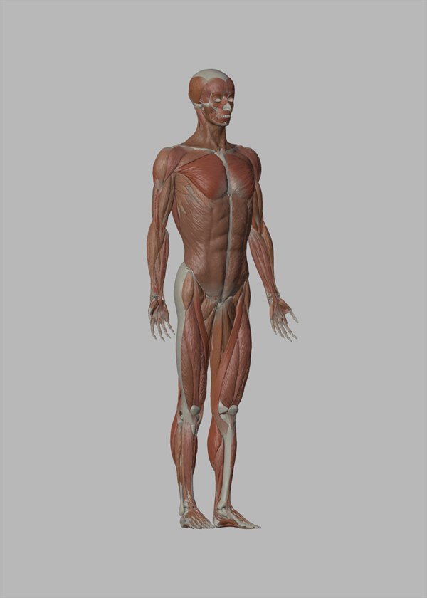 Blender male anatomy écorché 3D model — three-quarter front view of full-body muscles and skeleton