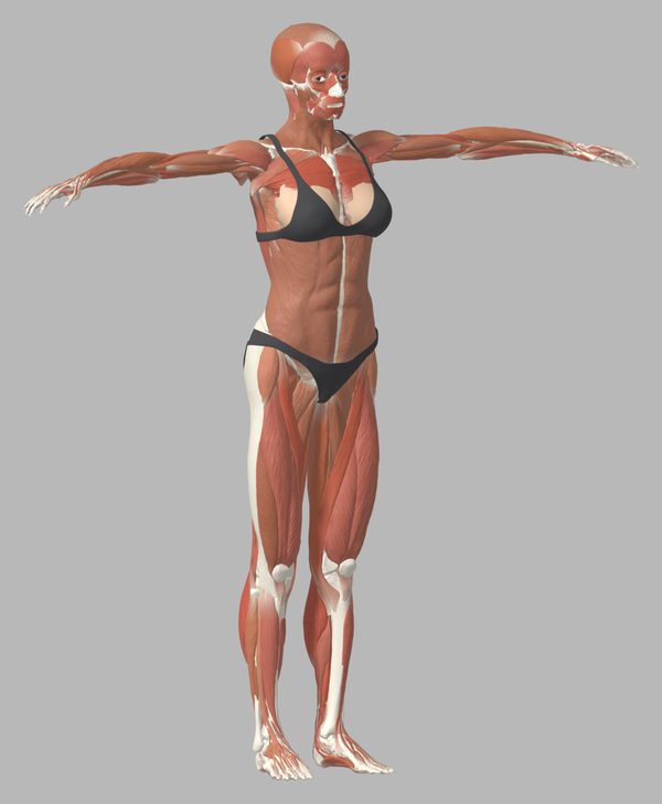 筋肉解剖ボディ - テクスチャで筋肉の色と凹凸を表現した、リグ付きの女性の3Dモデルの斜め前ビュー